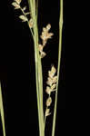 Rigid sedge